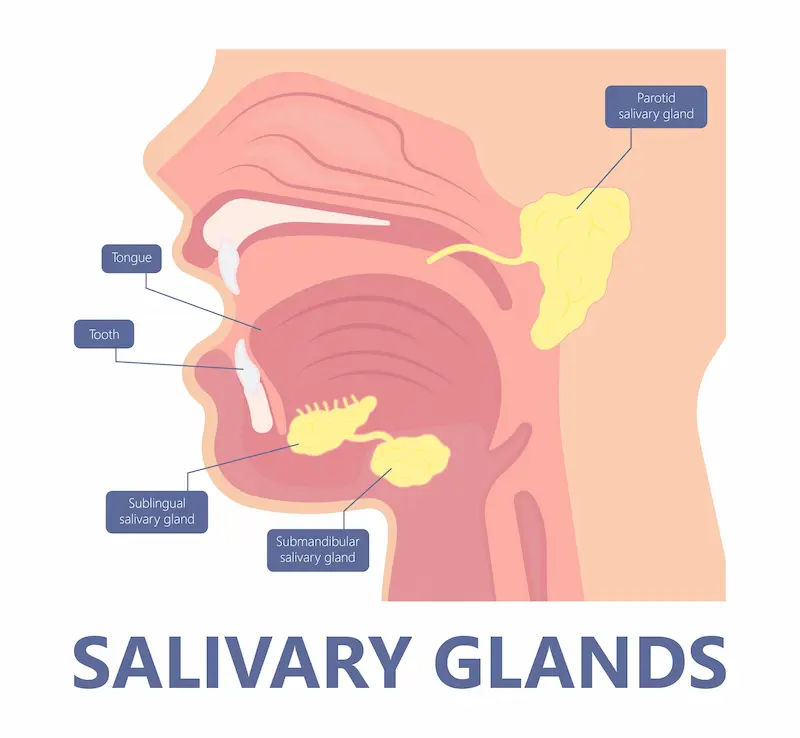 Guide to Introduction On Sialendoscopy